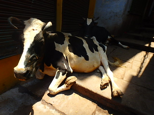 インド　バラナシ　牛
