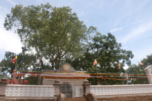 スリランカ　アヌラーダプラ　菩提樹