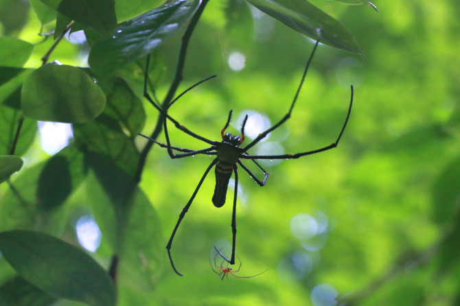スリランカ　ラトゥナプラ　蜘蛛