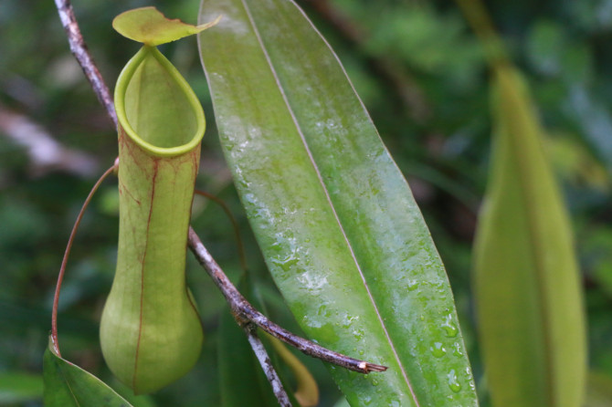 スリランカ　ラトゥナプラ　植物①