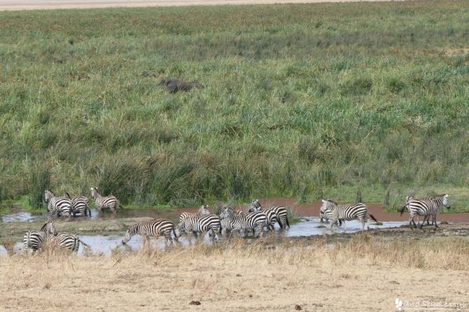 ンゴロンゴロ自然保護区のシマウマ