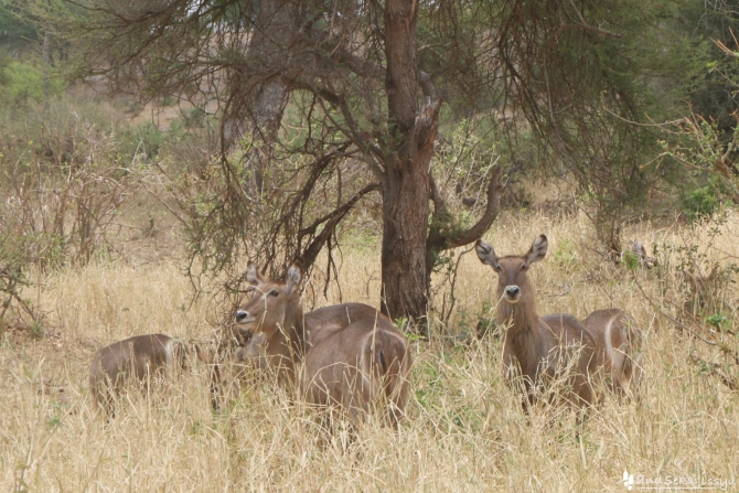 タランギーレ国立公園の鹿