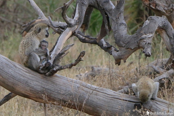 セレンゲティ国立公園の猿