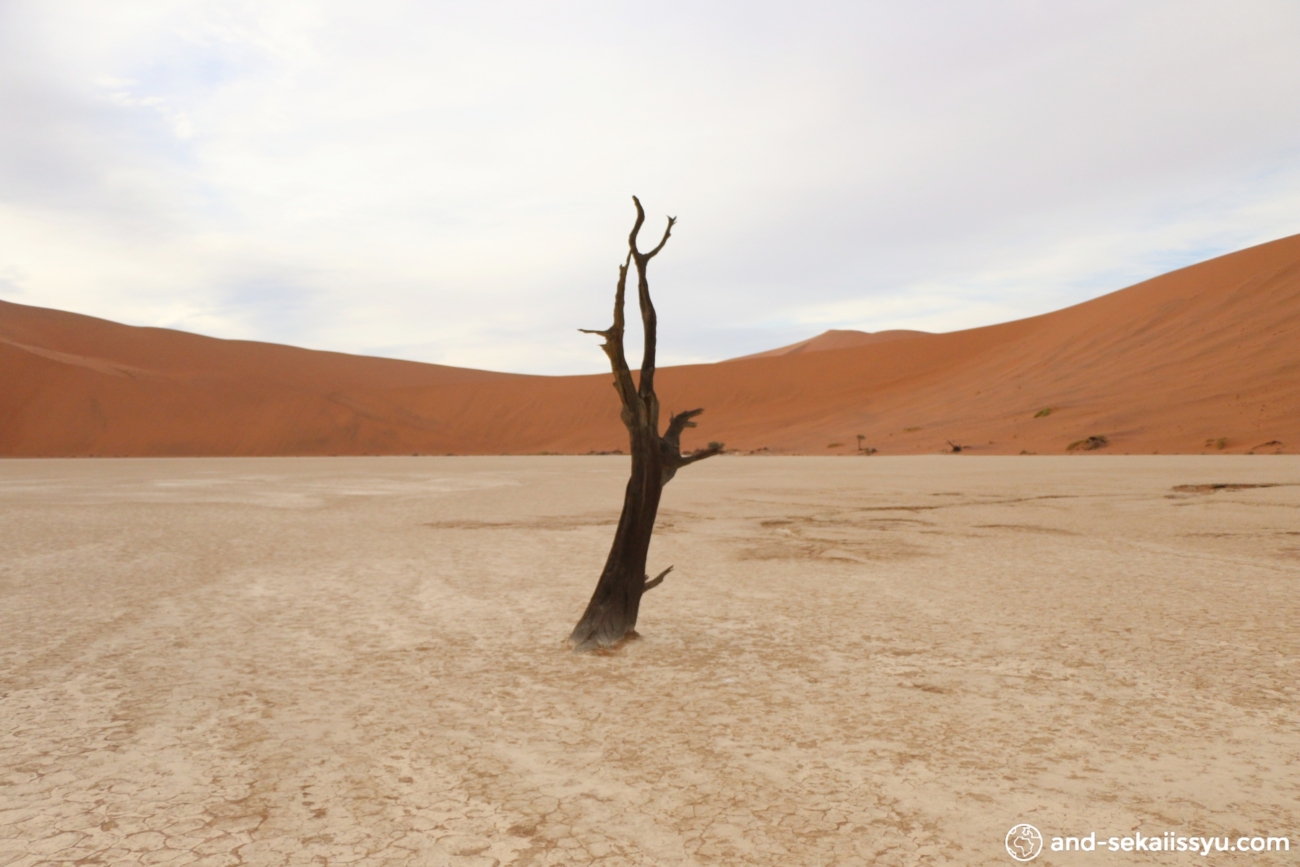 ナミブ砂漠のデッドフレイ
