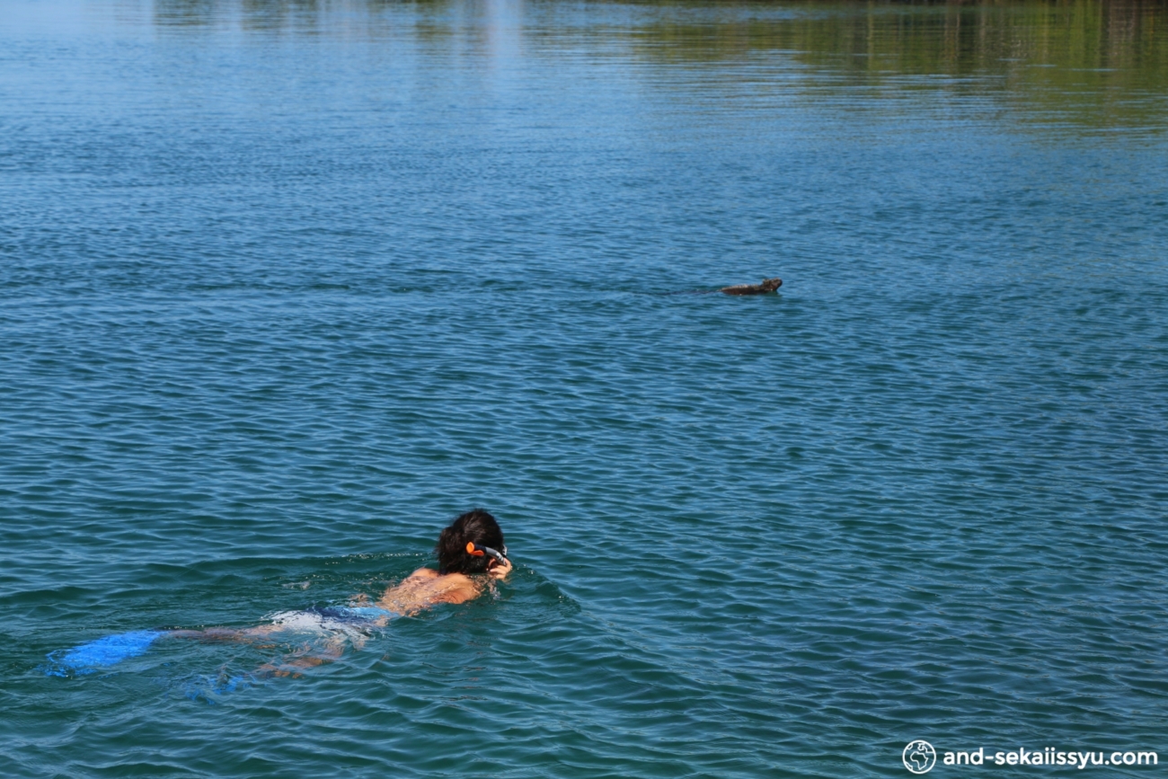 イザベラ島｜ゾウガメ保護センターで交尾を目撃‼︎ガラパゴスイグアナと一緒にシュノーケル‼︎