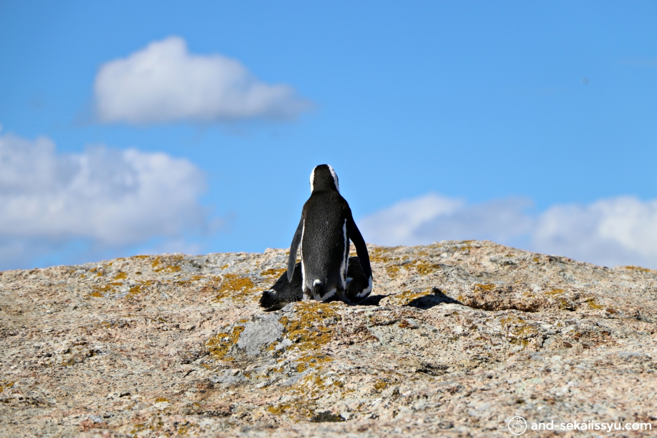 ボルダーズビーチのペンギン