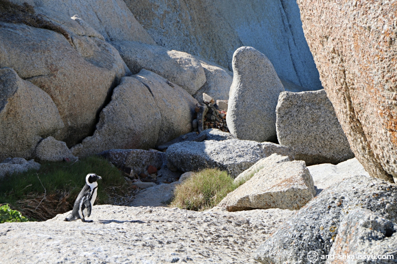 ボルダーズビーチのペンギン