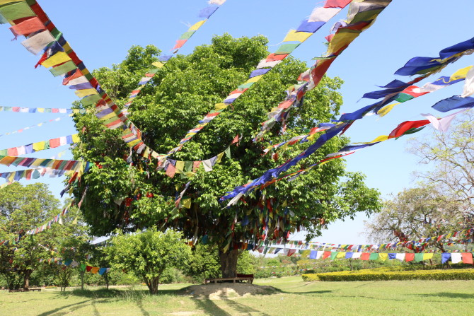 ネパール　ルンビニ　木